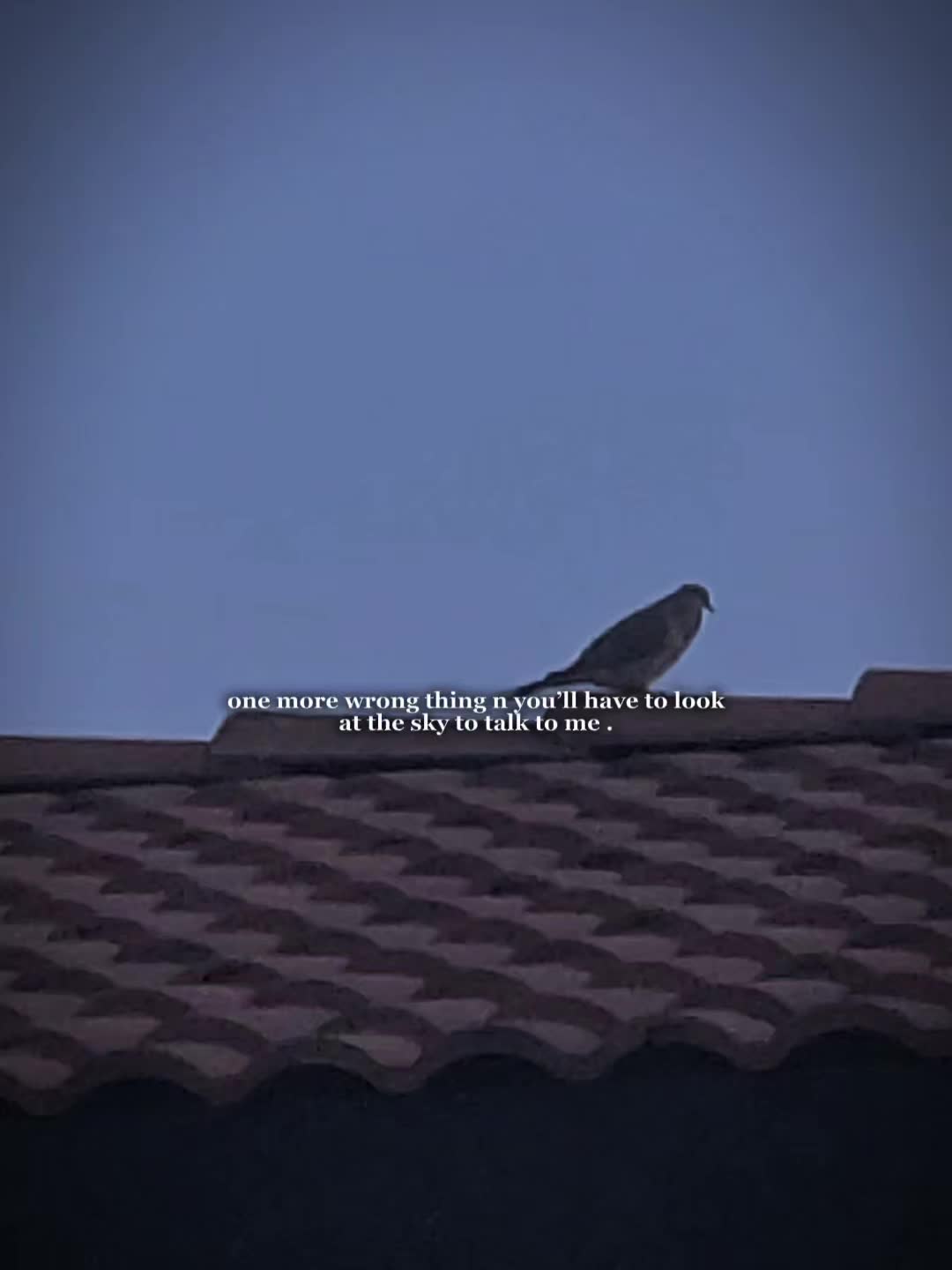 @birdlover123:)