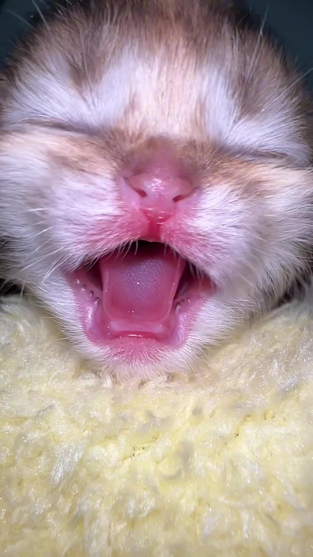 @Soothing Cats😻