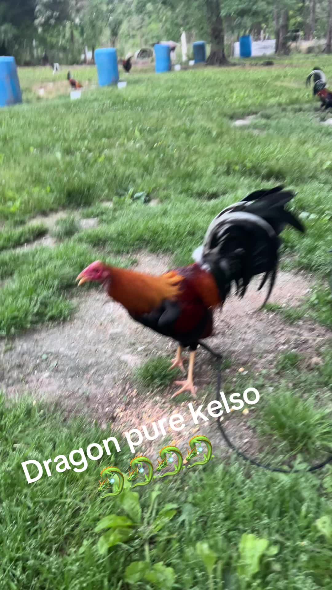 @Dragon game farm