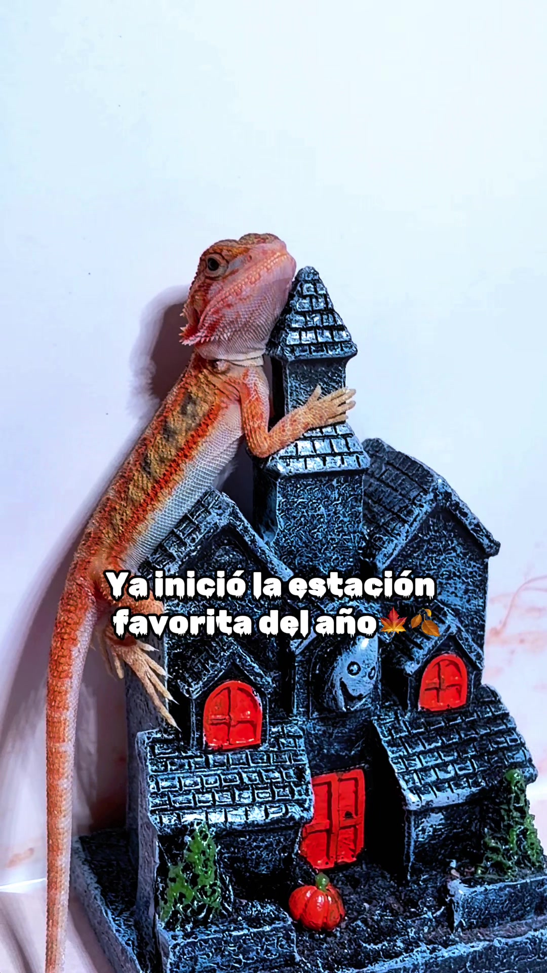 @Ibonne  Guzm&aacute;n 💎🐍