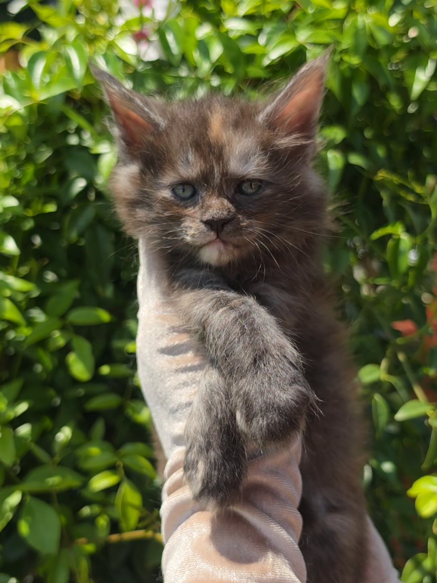 @Peaky Claws Cattery