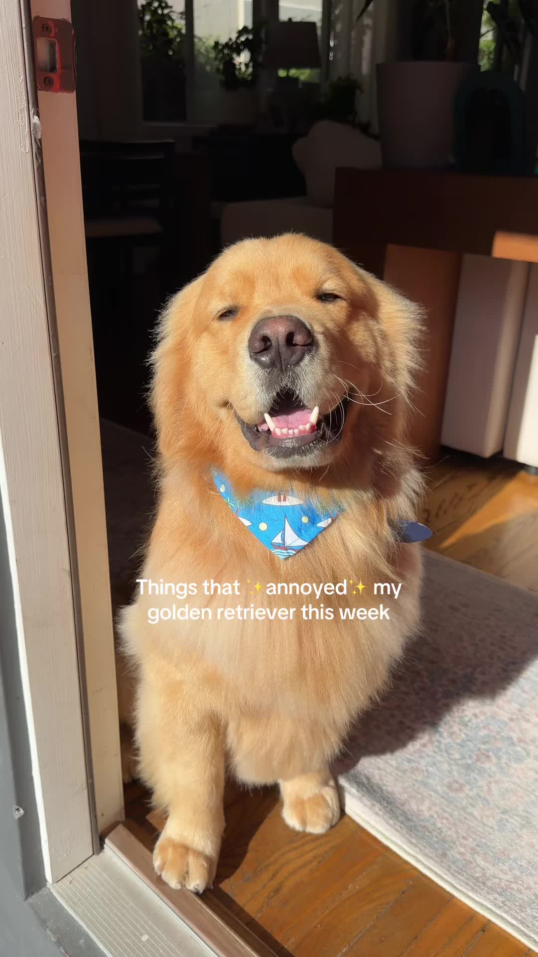 @Zebby The Golden Retriever