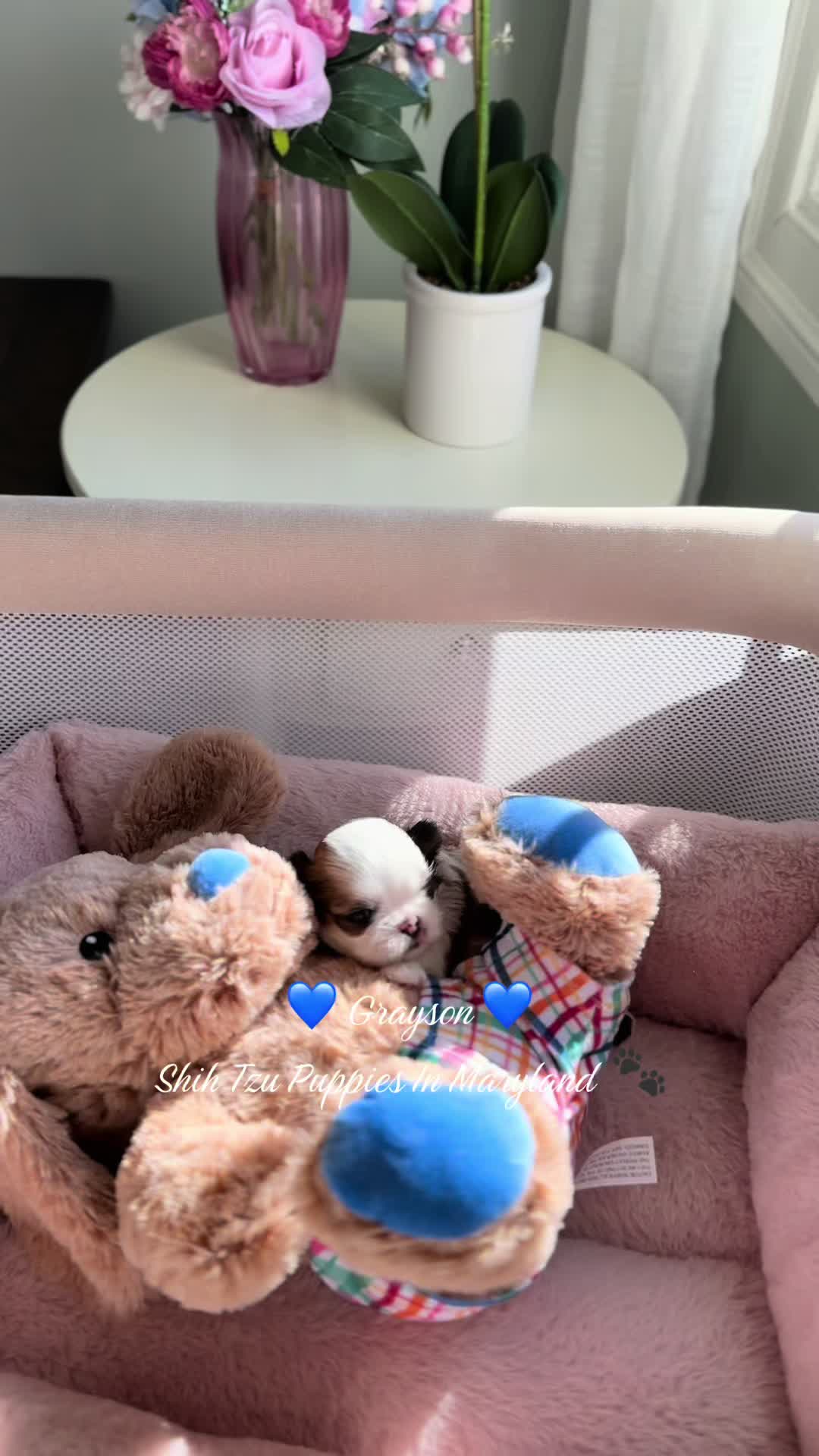 @Shih Tzu Puppies in Maryland
