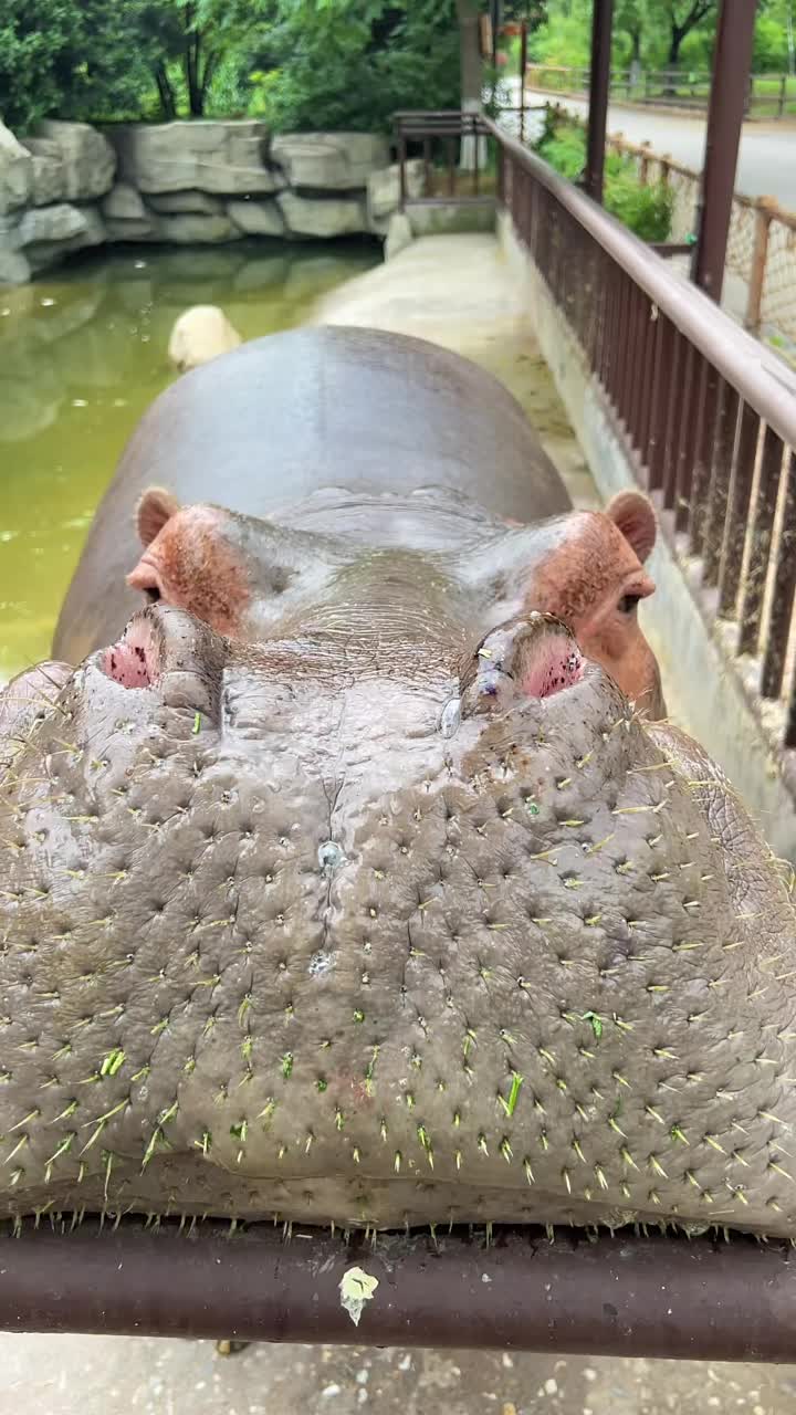 @Hippo