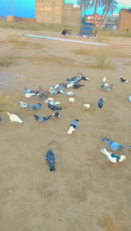 @عدیل رحمن لیہ وال کبوتر باز