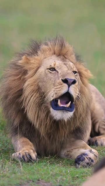 @Guzzicar🦁
