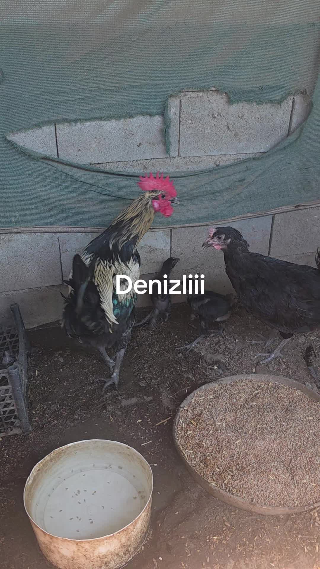 @ummu demirci