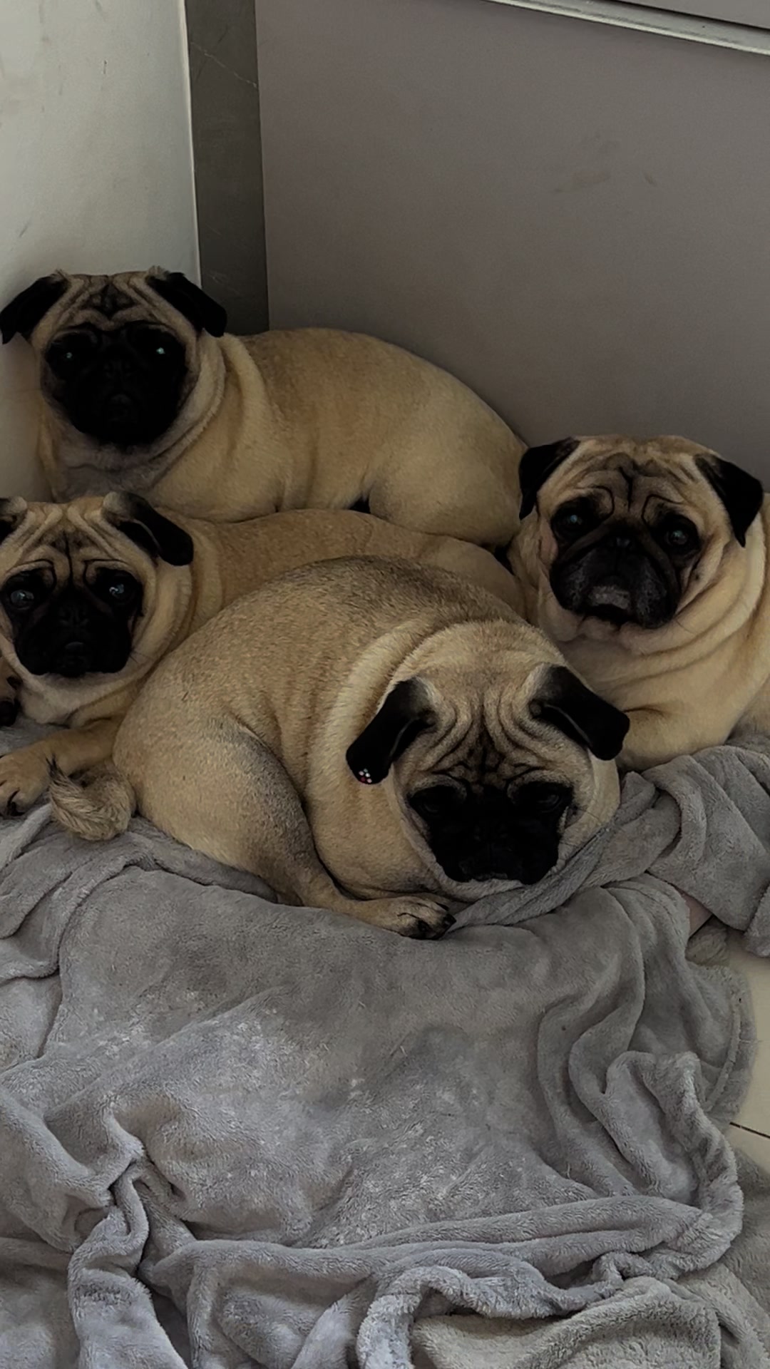 @pugSofyHarry