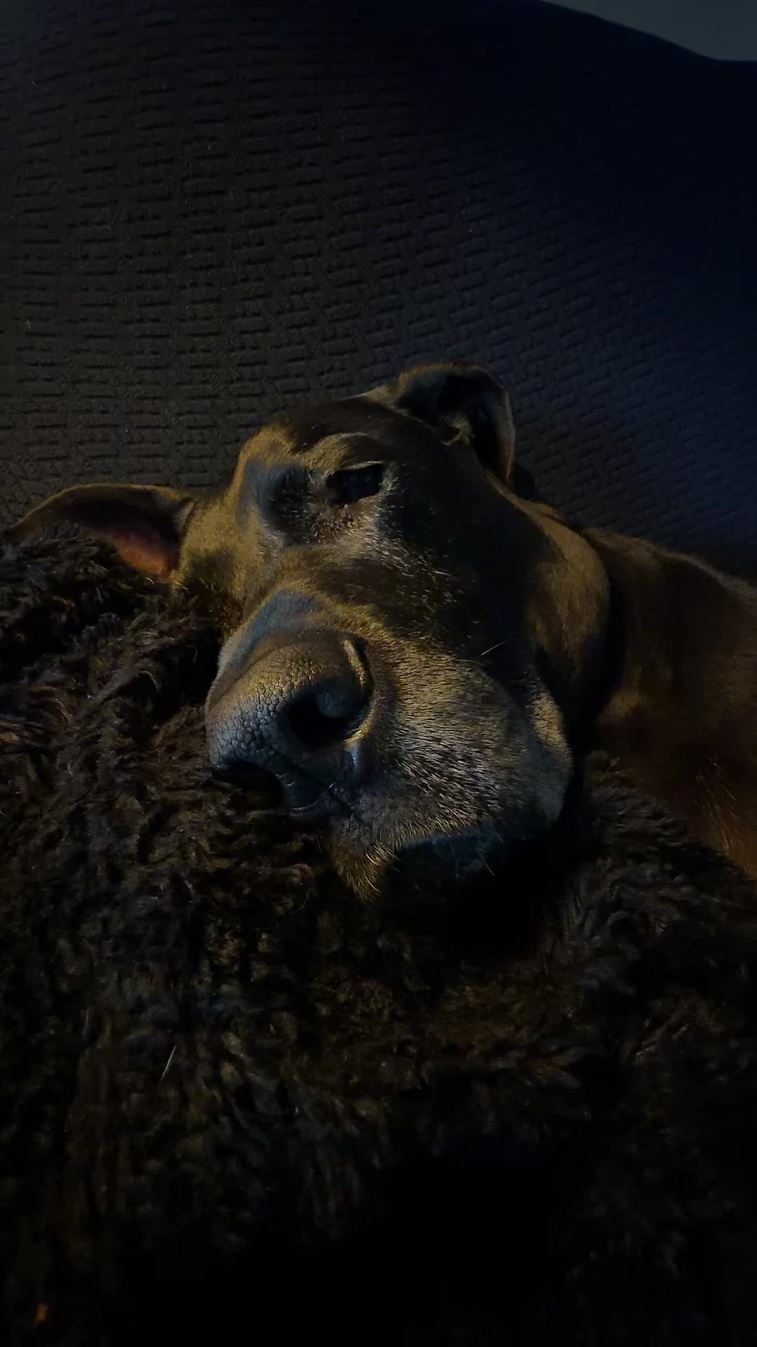 @MBJK just a dog giving smiles
