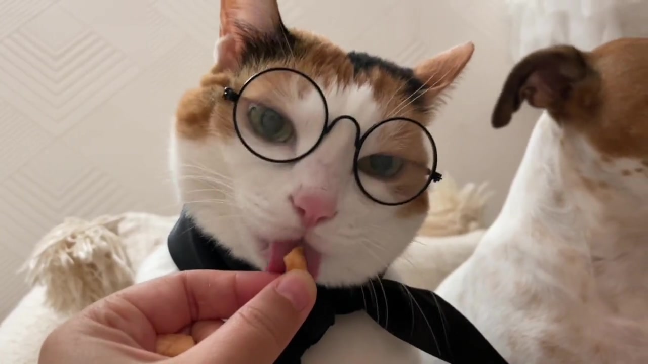 @Miyopet