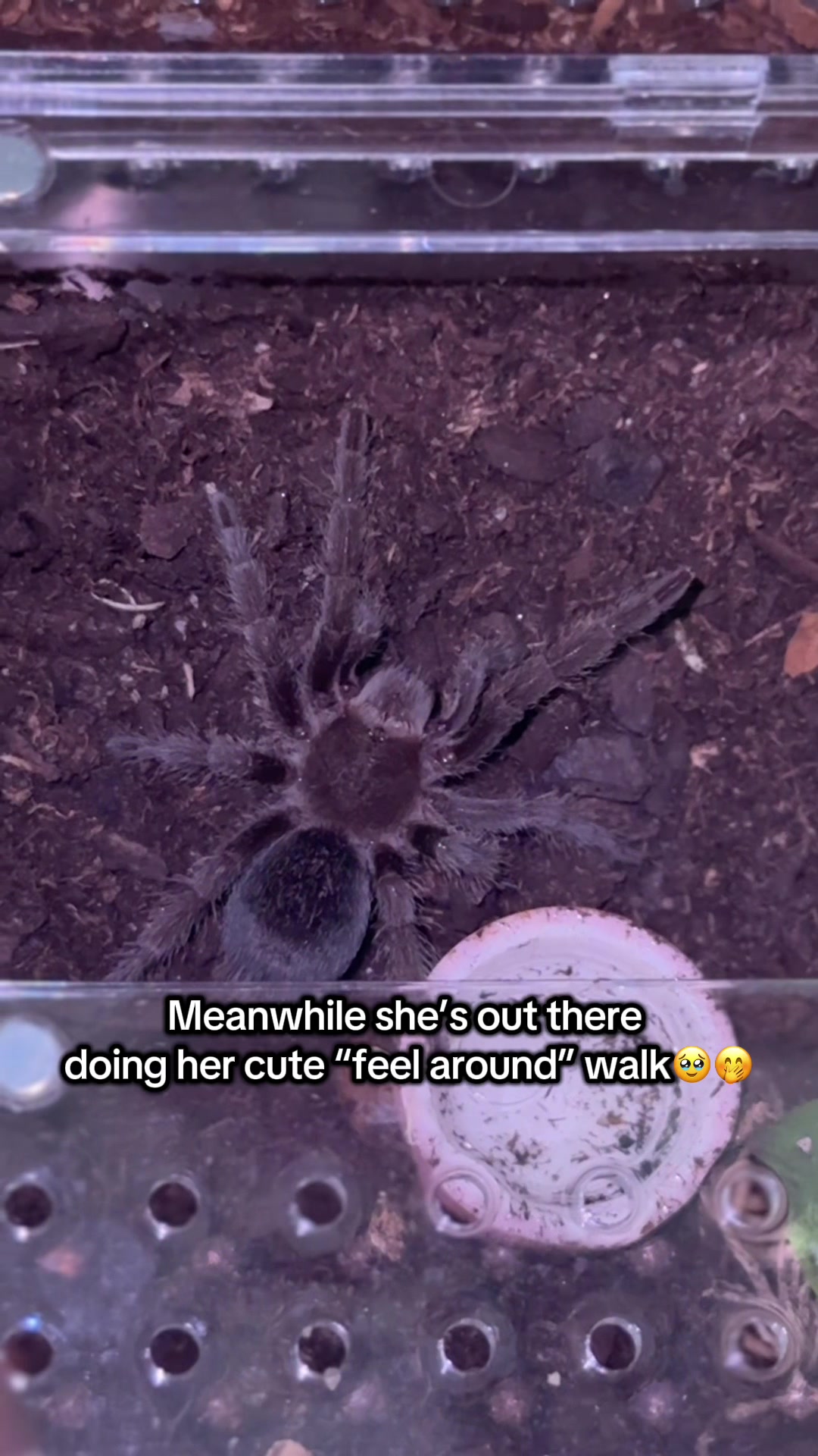 @The House of Velvet Fangs