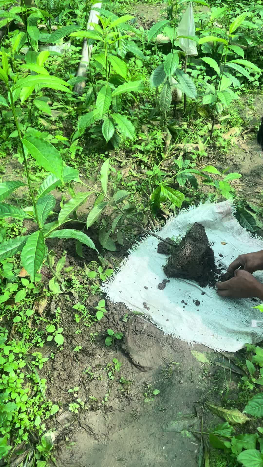 @नखावा कृषि(जय राई)
