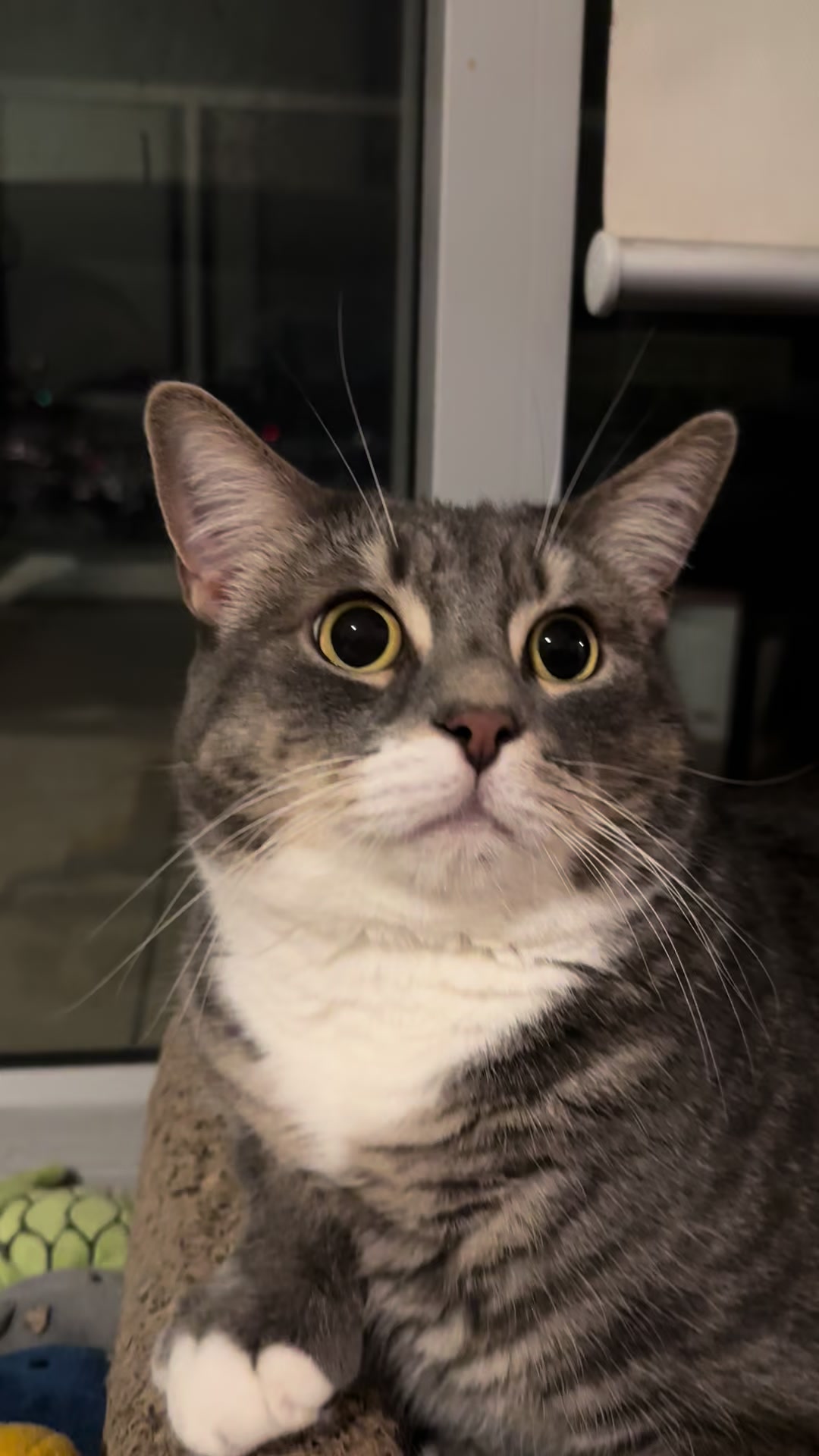 @猫のテツ