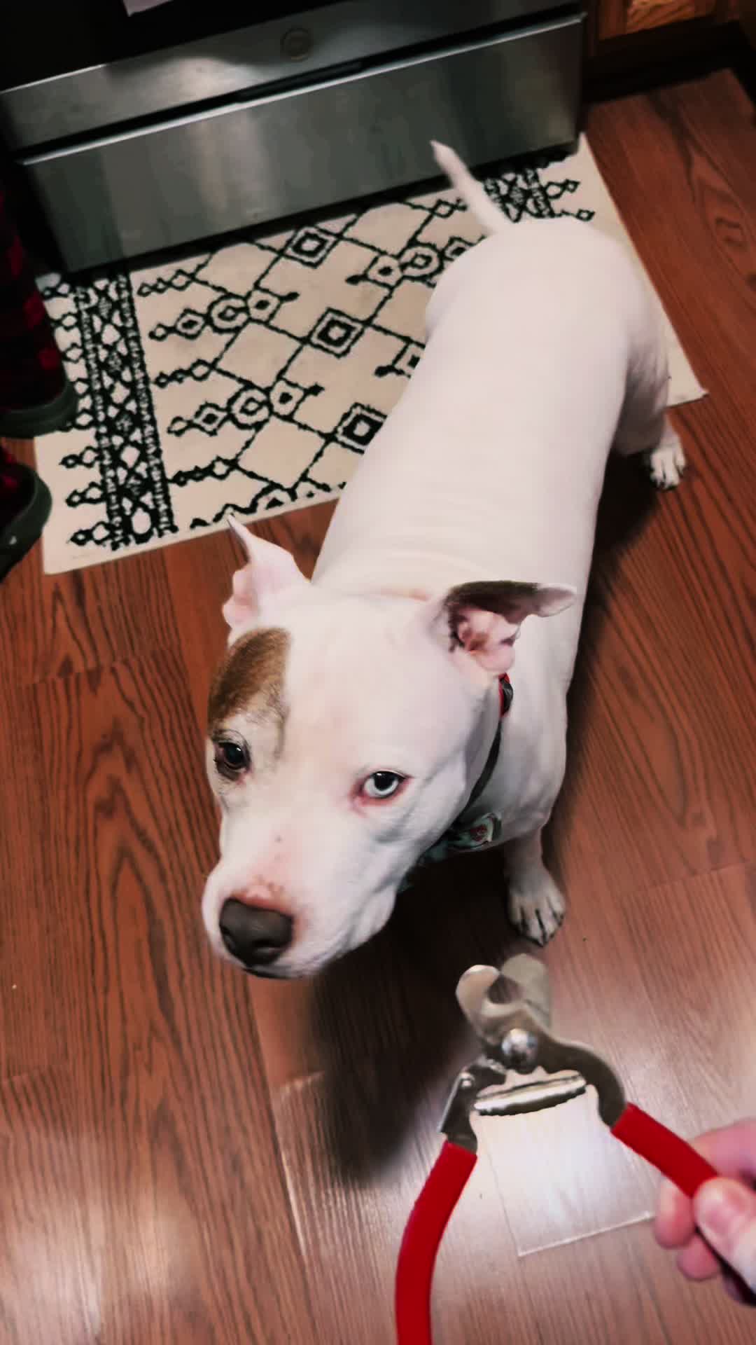 @Chewy the pitbull