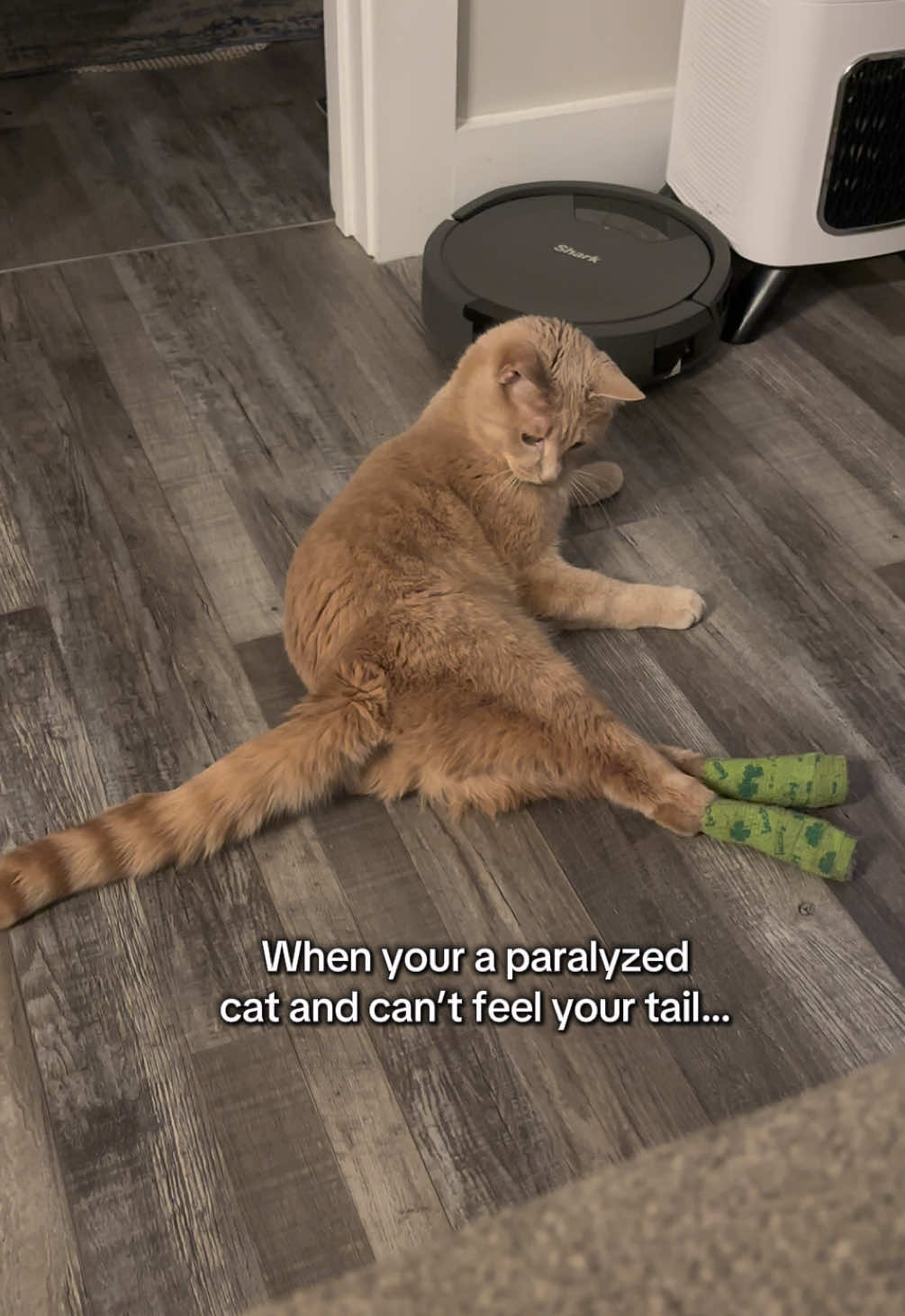 @Low Ryder Kitty
