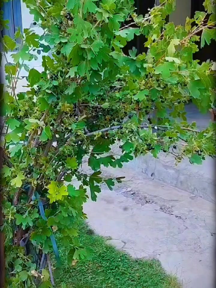 @Syed Asif Ali jaffar