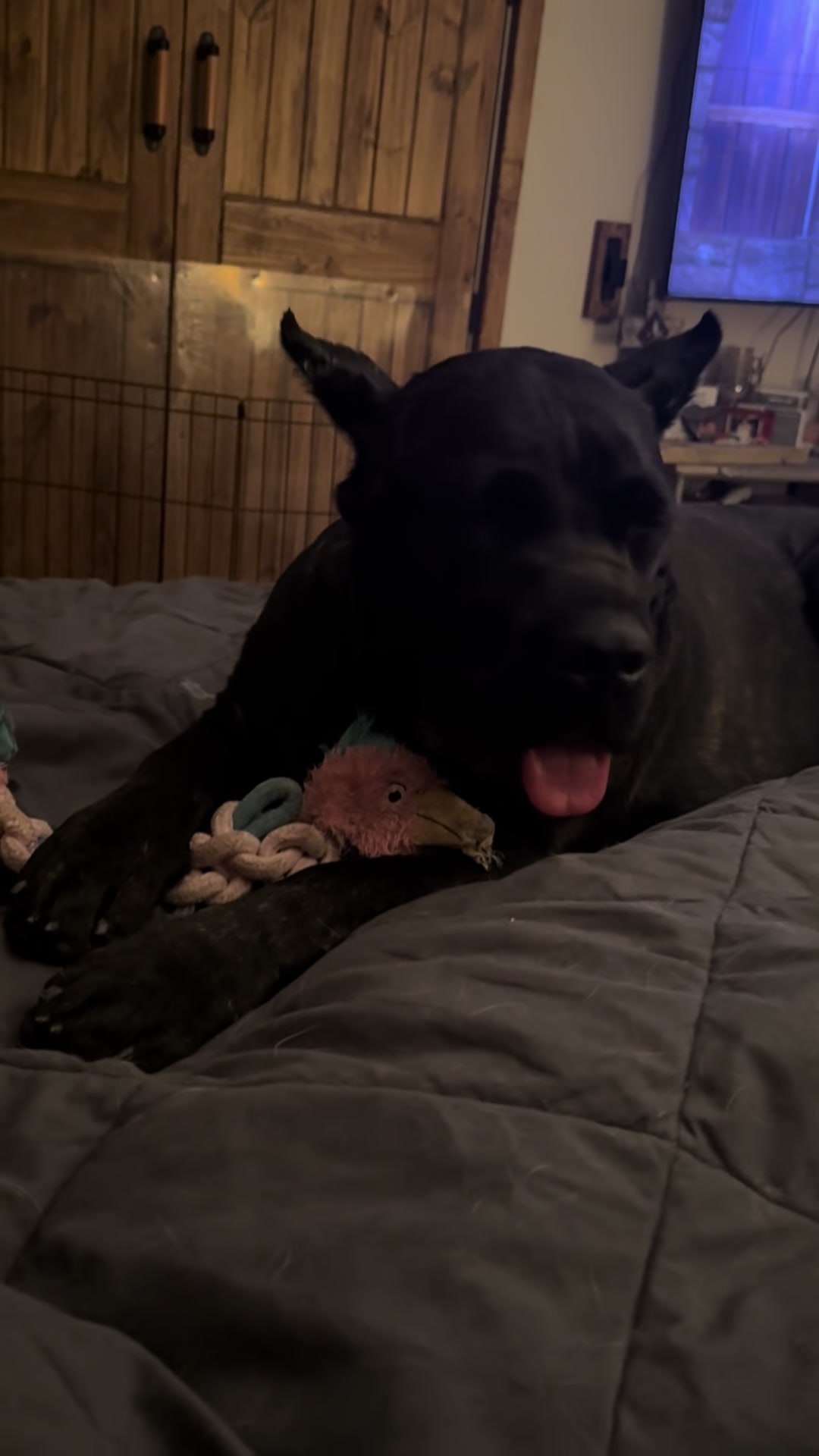 @AandMCaneCorsos