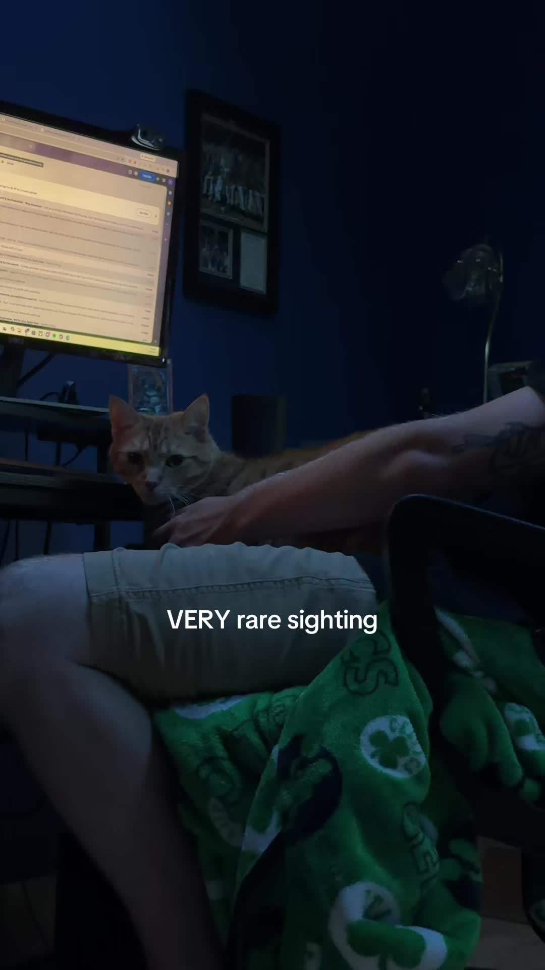 @bink the big orange cat