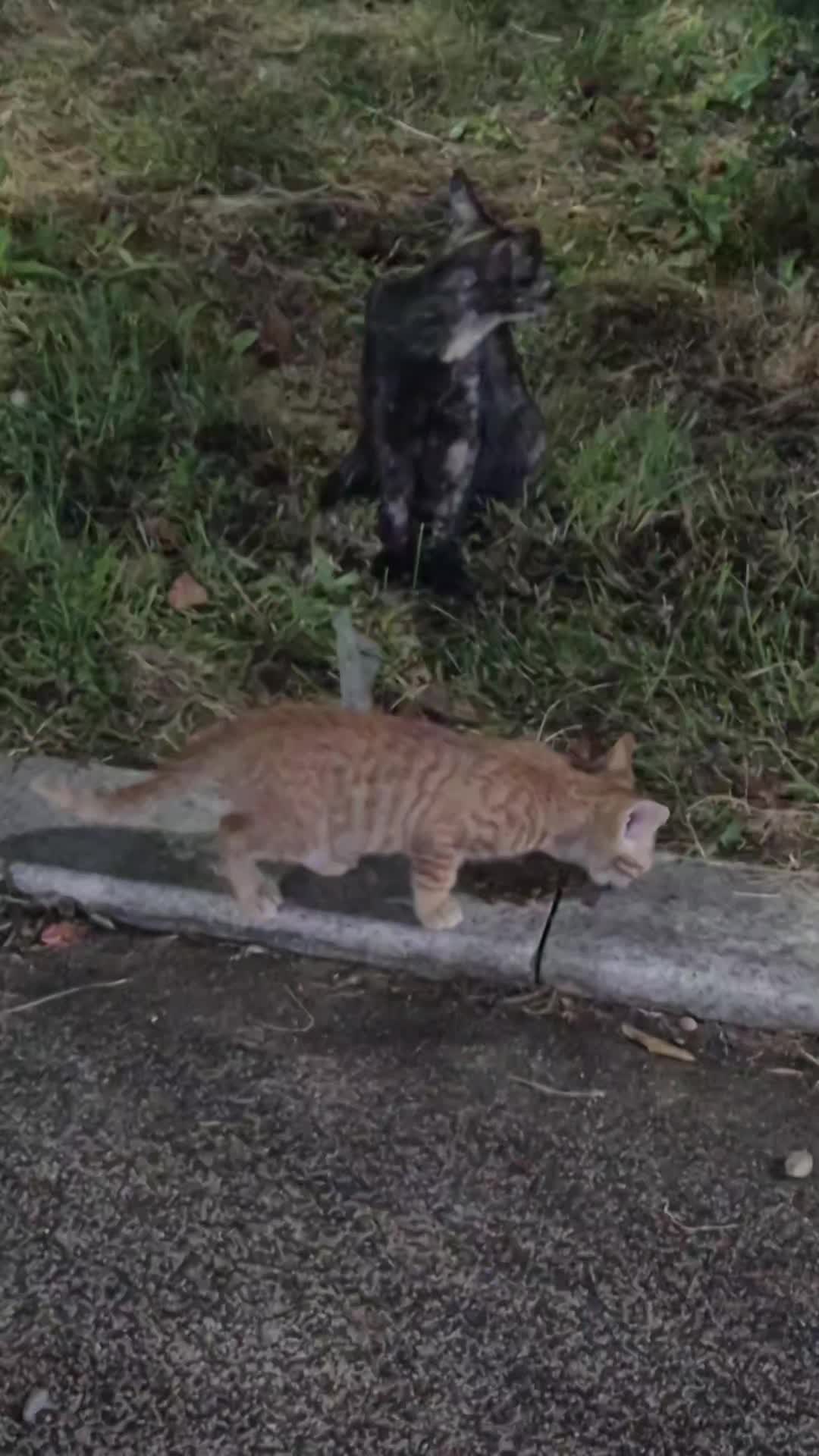 @고양이 형아