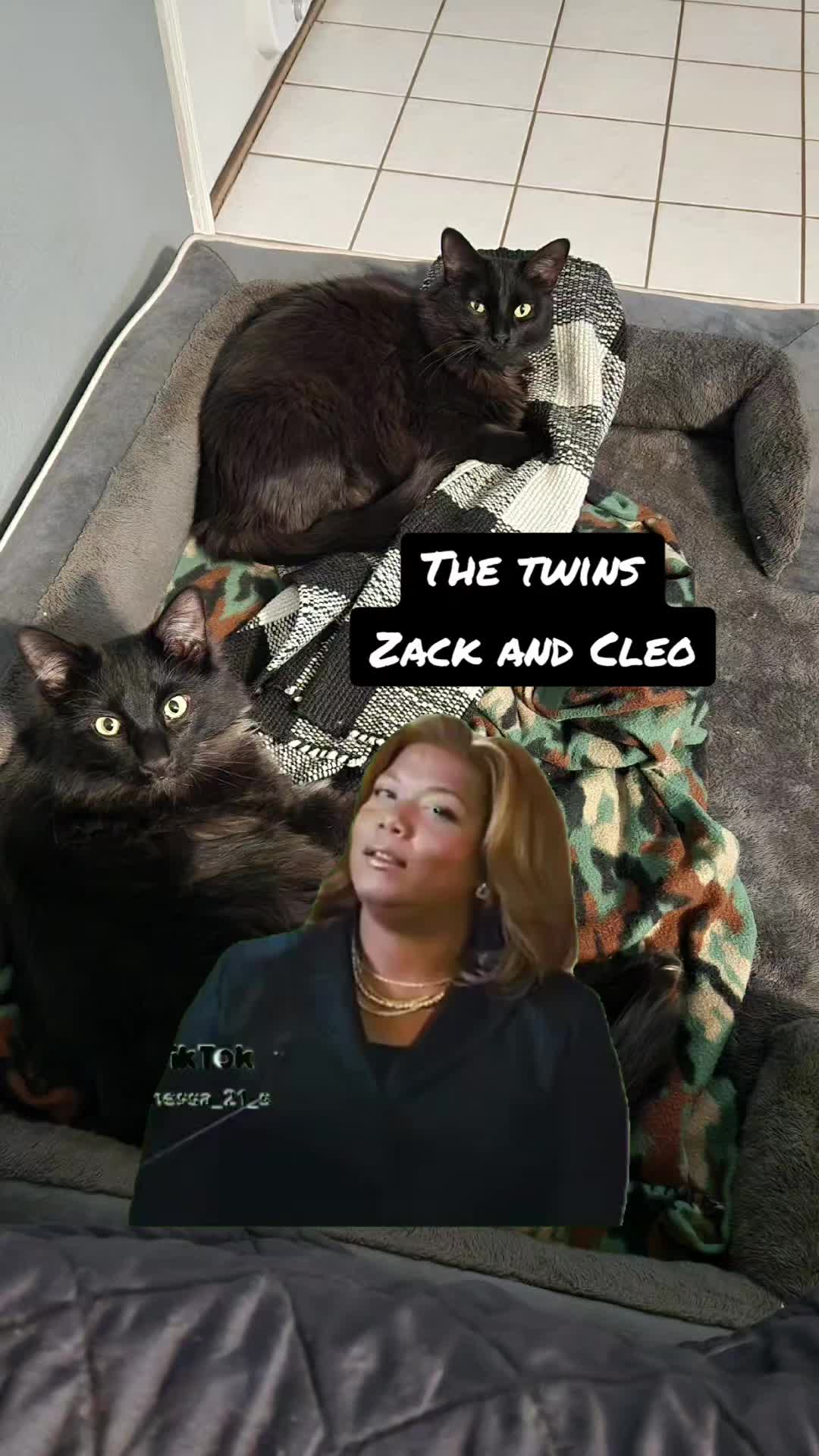@crazycatcrew