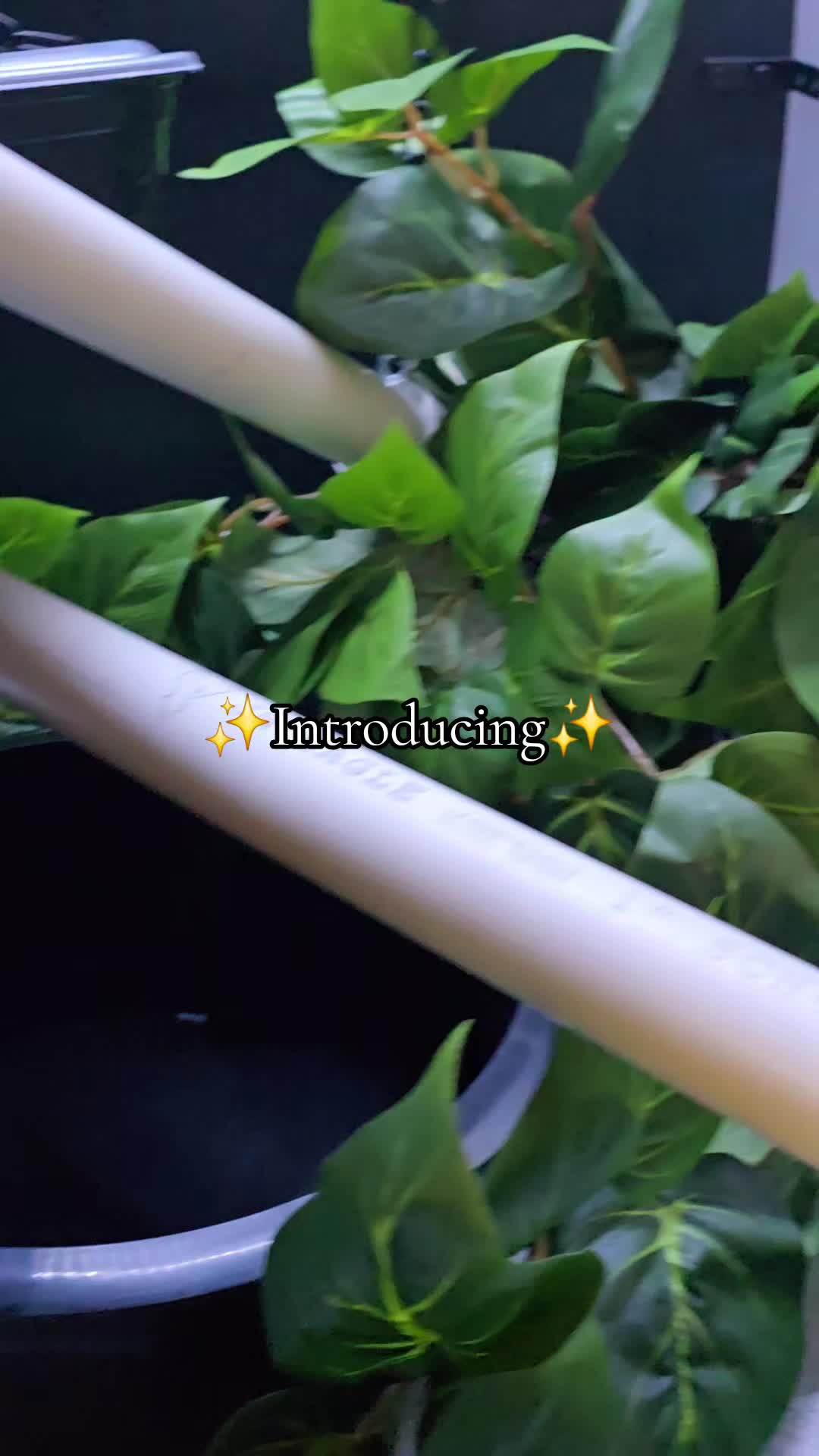 @MoonlitMorphs