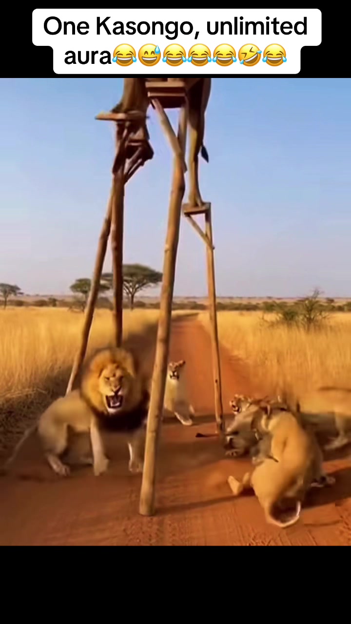 @Roi De la Jungle
