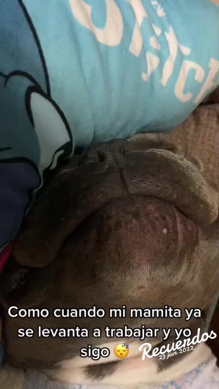 @Sadiytolo 🐶❤️