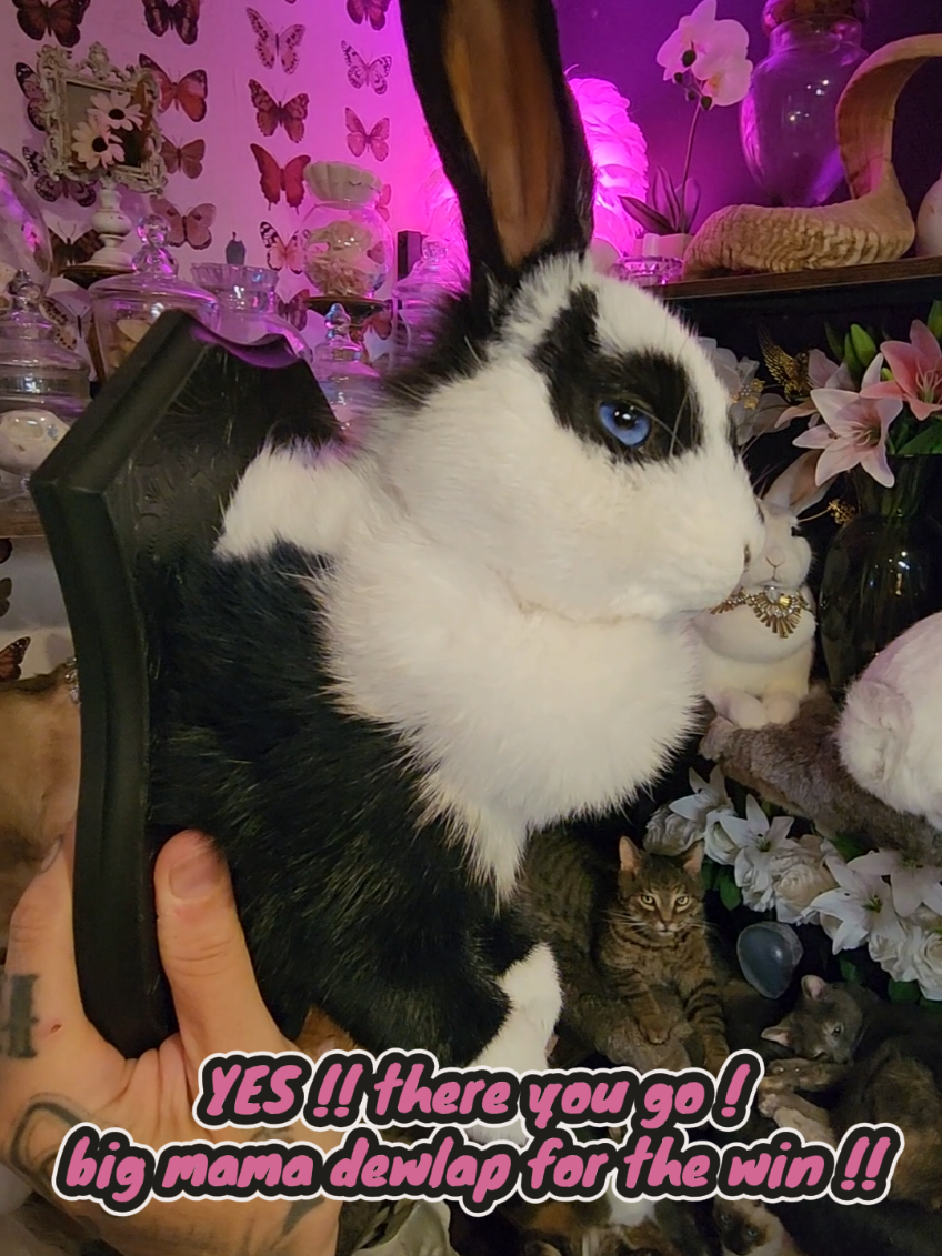 @May Jackalope Taxidermy 🇨🇦
