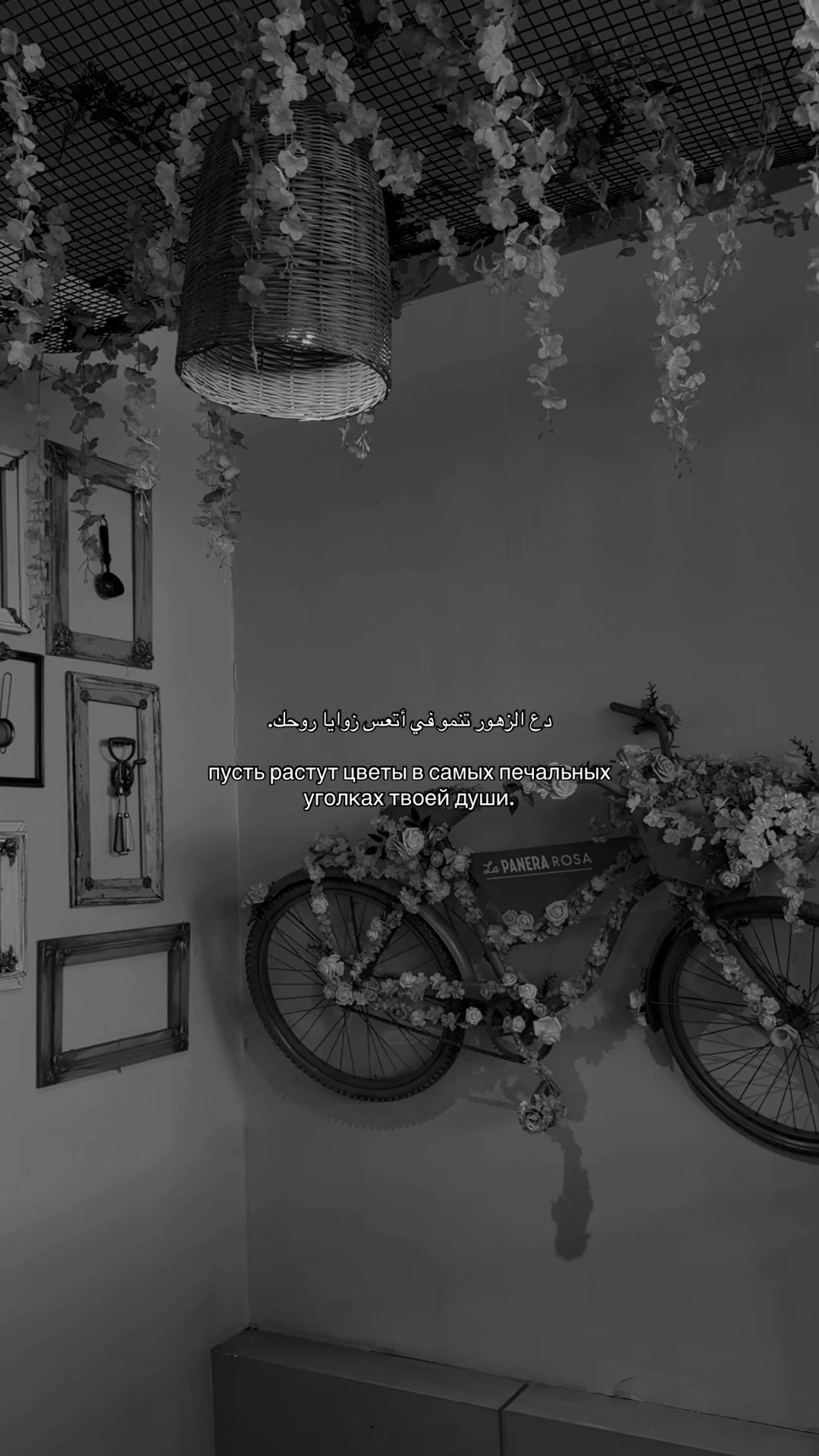 @all.qamarr