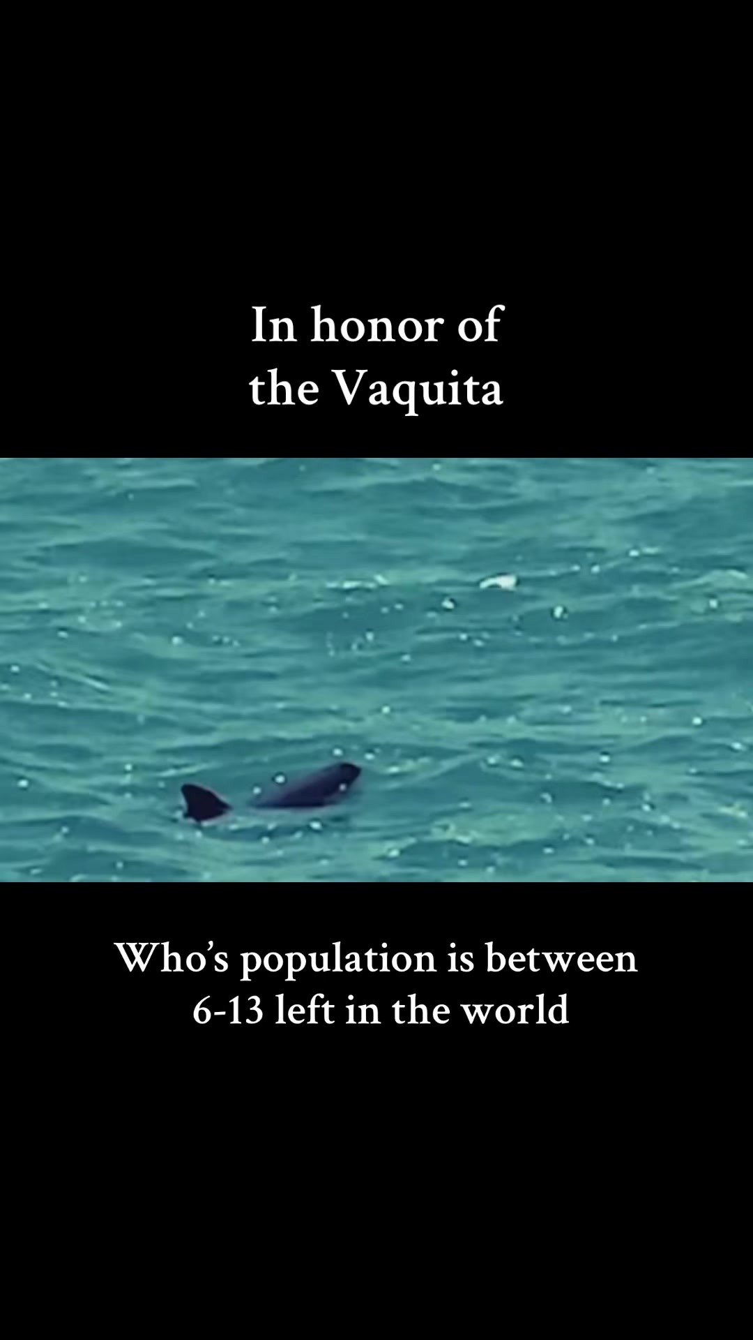 @Soul_searching_for_animals
