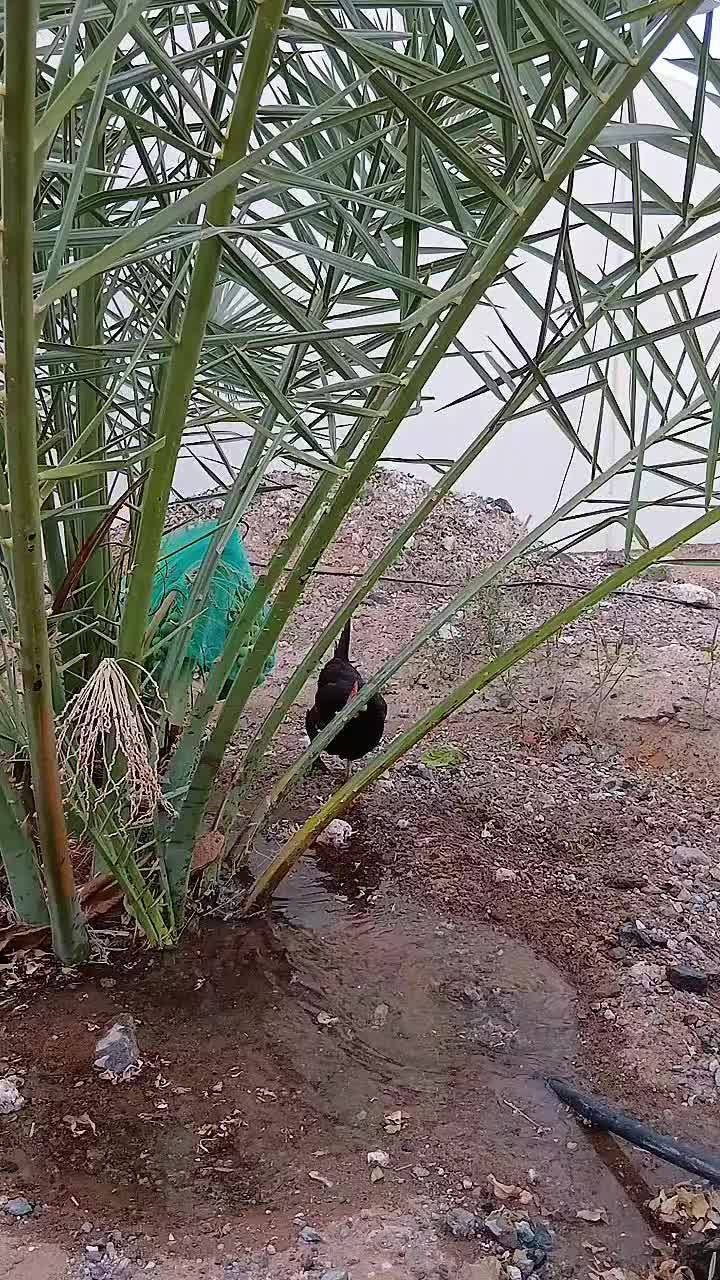 @Islamic videos
