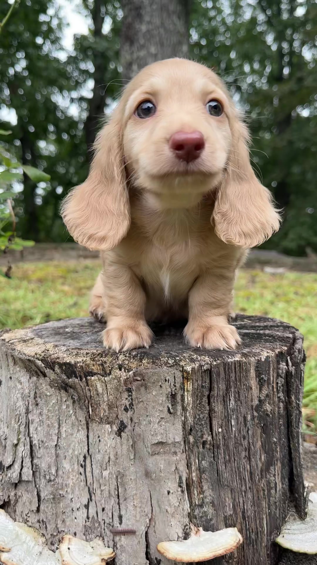@Taylored Dachshunds