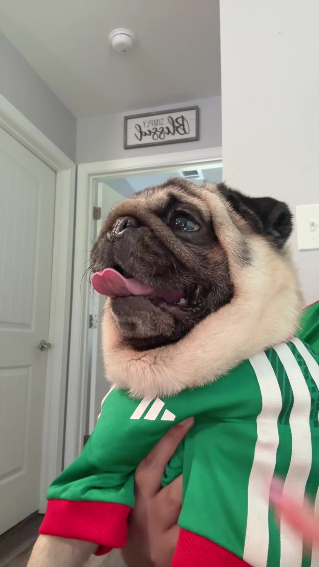 @Rocki the Pug 🐶