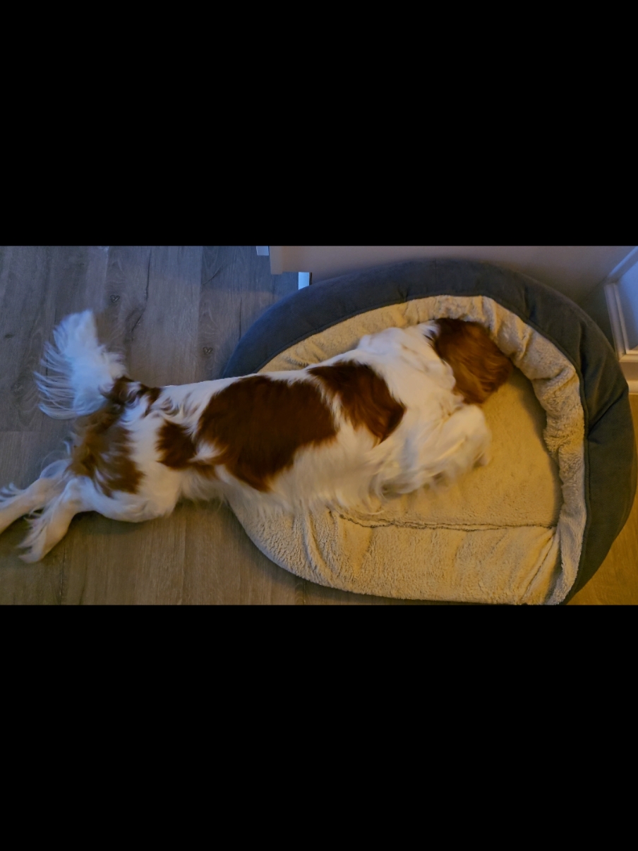@Rocky Cavalier King Charles