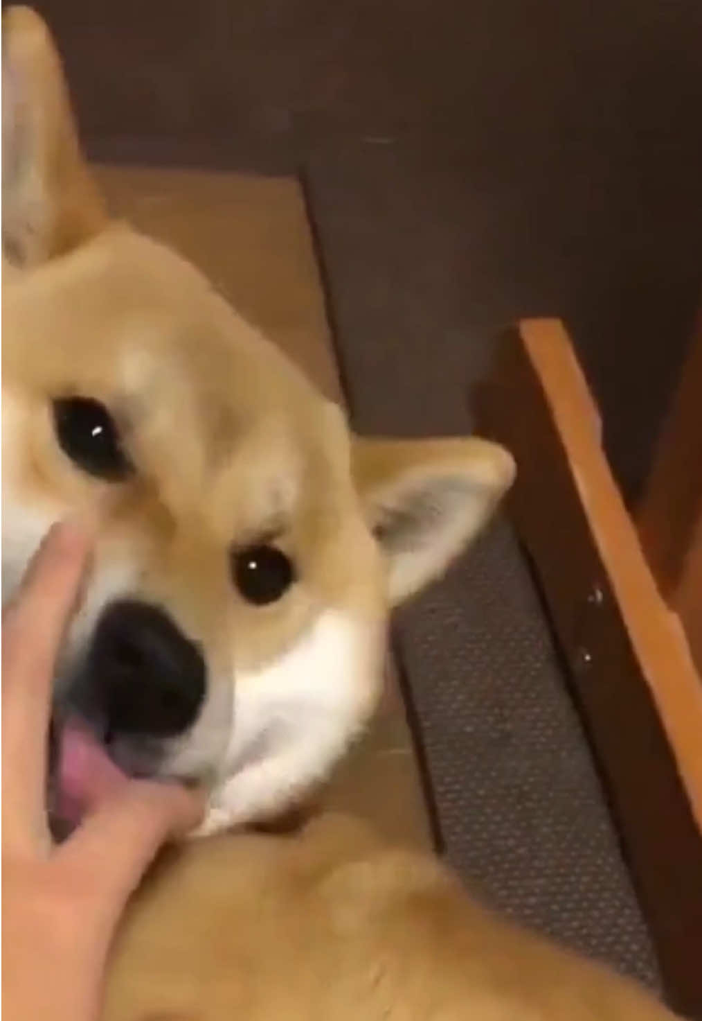@cute dogs channel