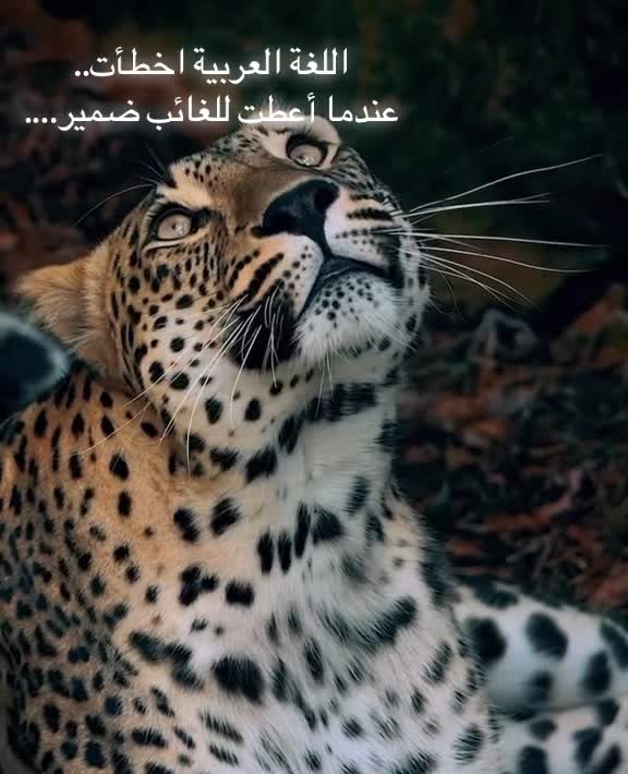 @الحوراء