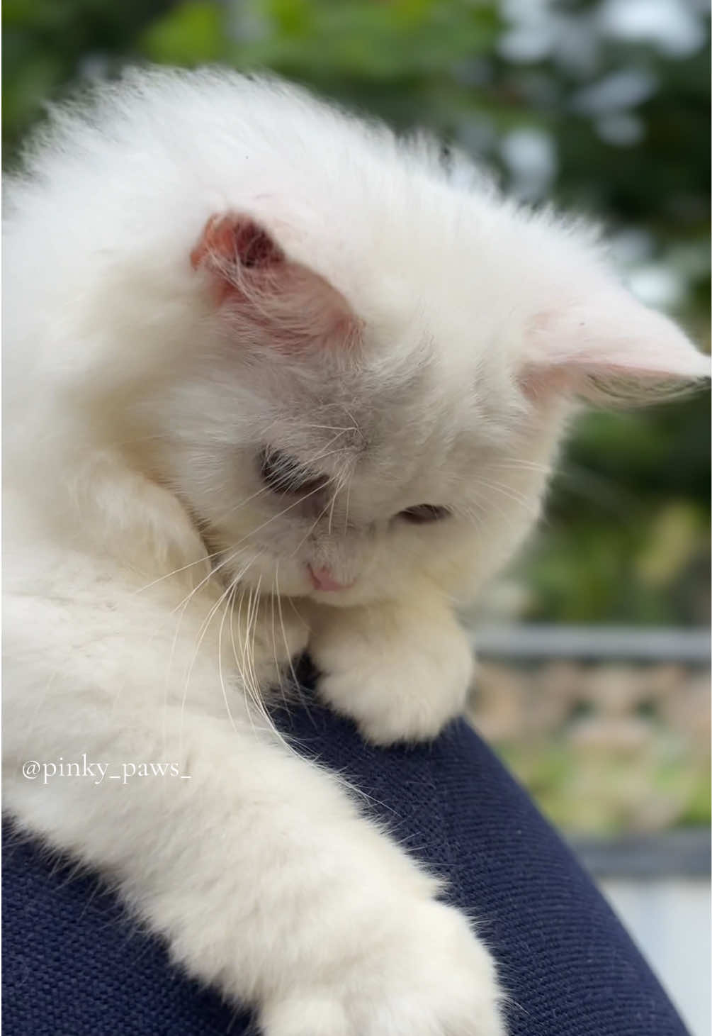 @Pinky Paws