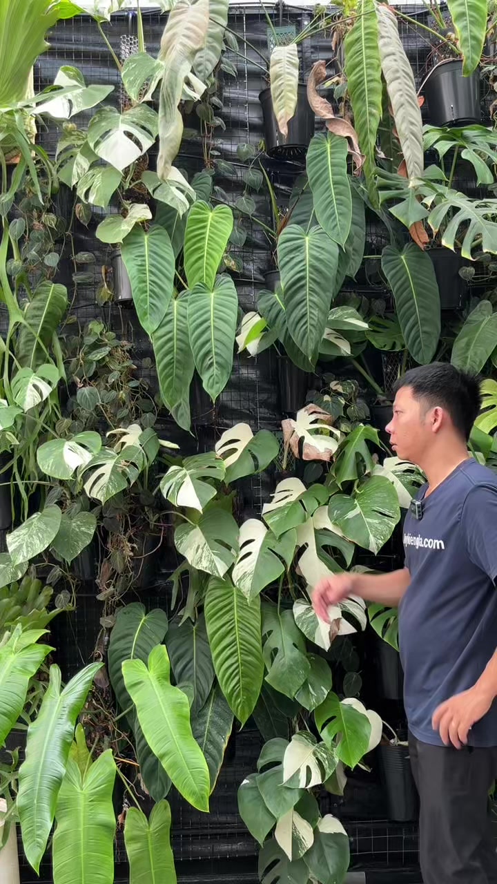 @Huy Kiểng L&aacute;