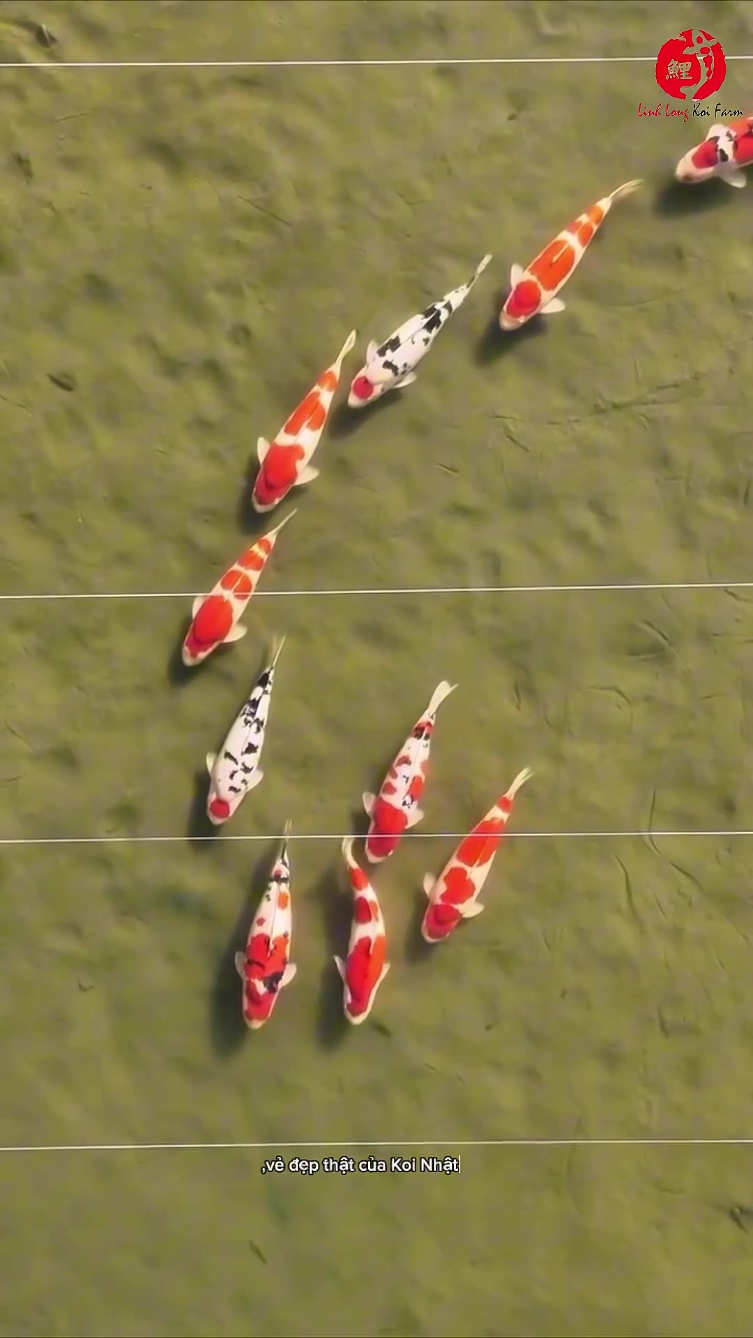 @Linh Long Koi Farm
