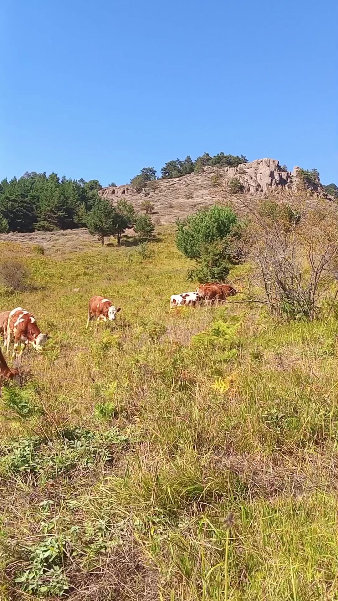 @mustafa emir arslan