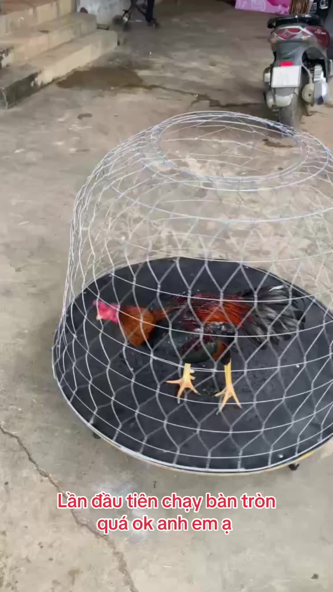 @Tập Lực G&agrave; Chọi -Avi Chim