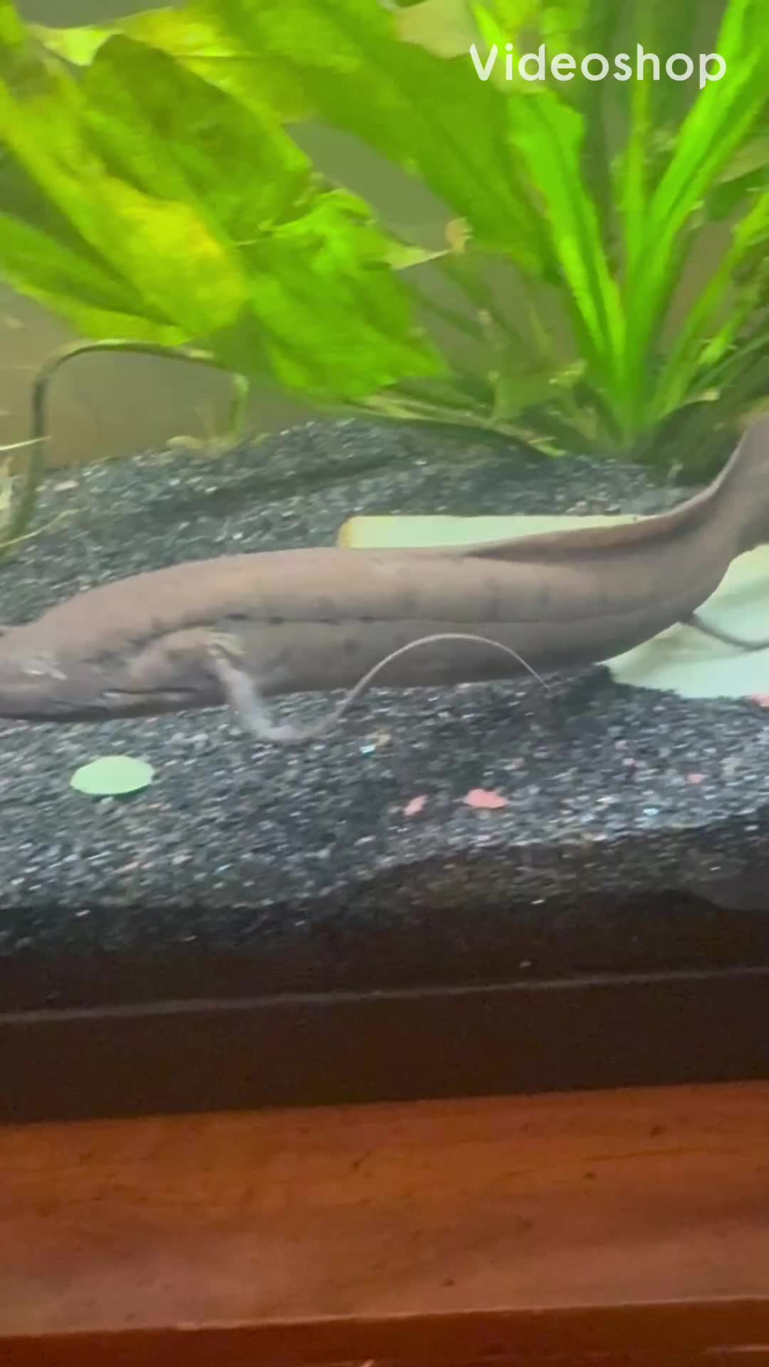 @fishdaddy2002