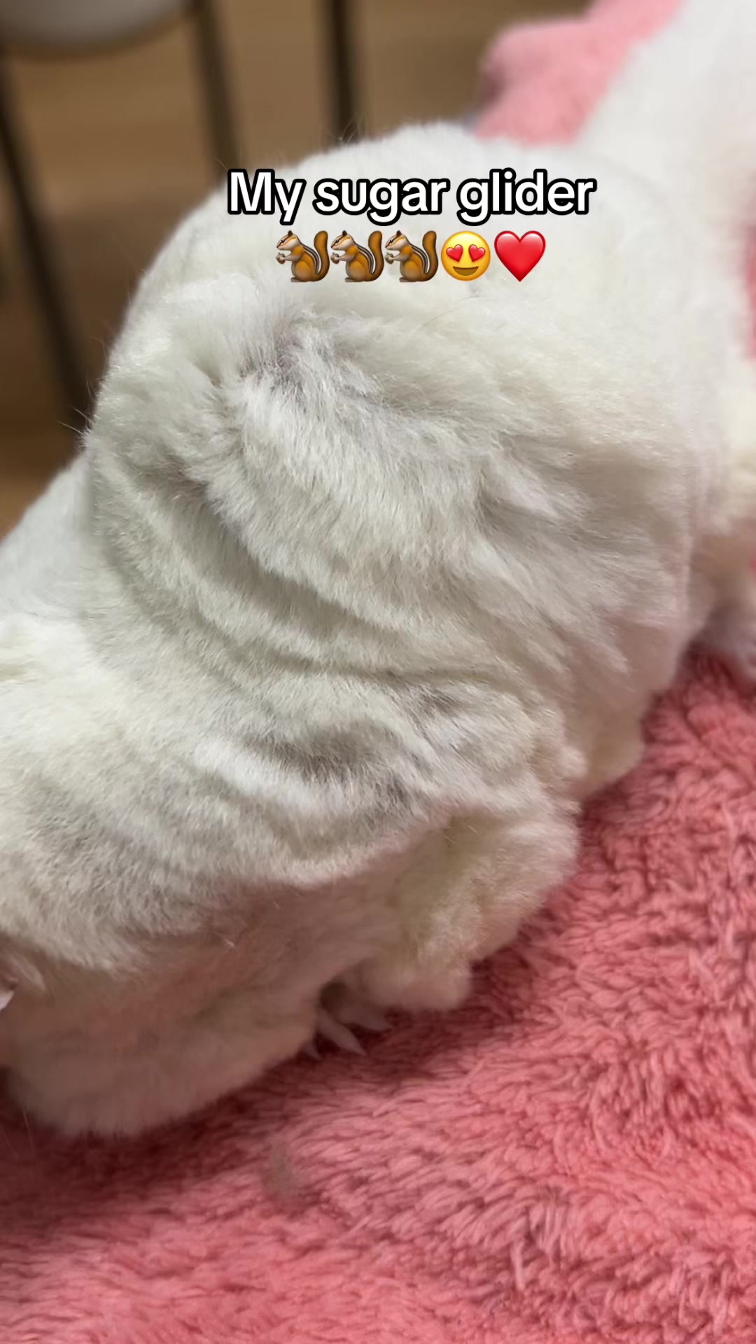 @jesugarglider.id1