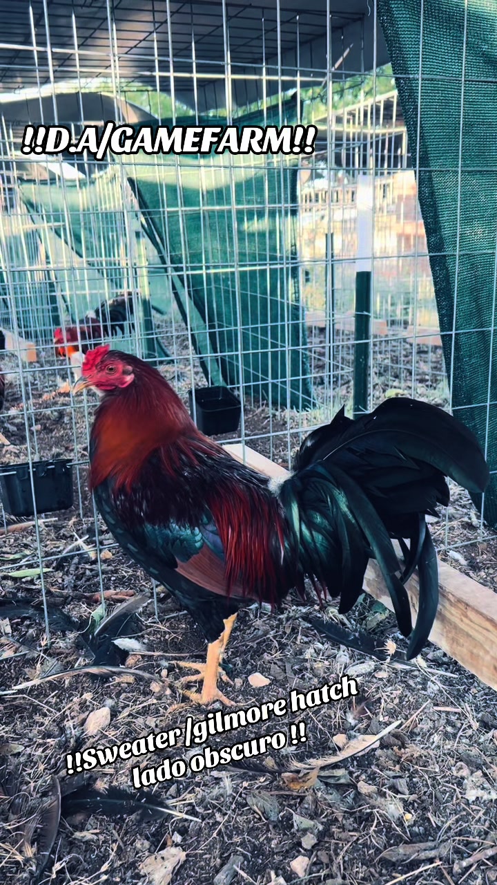 @DAgamefarm