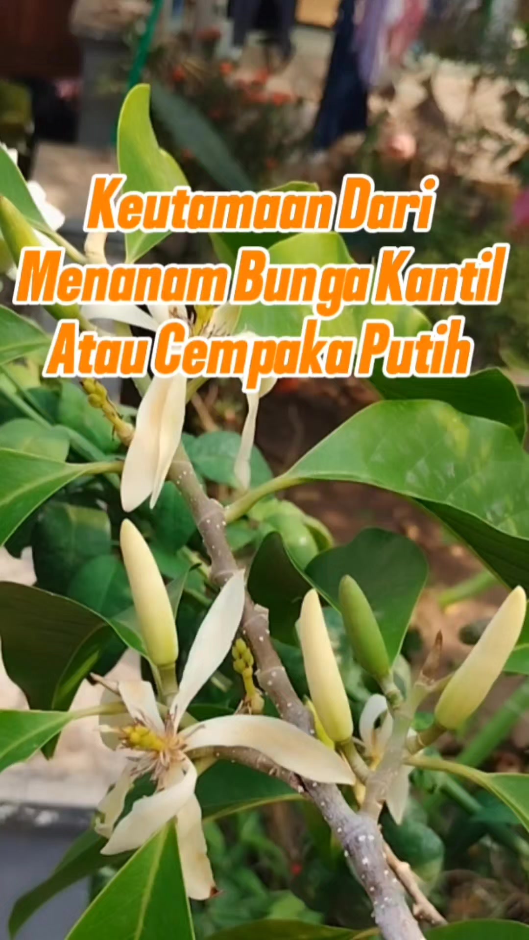 @Bukit Farming