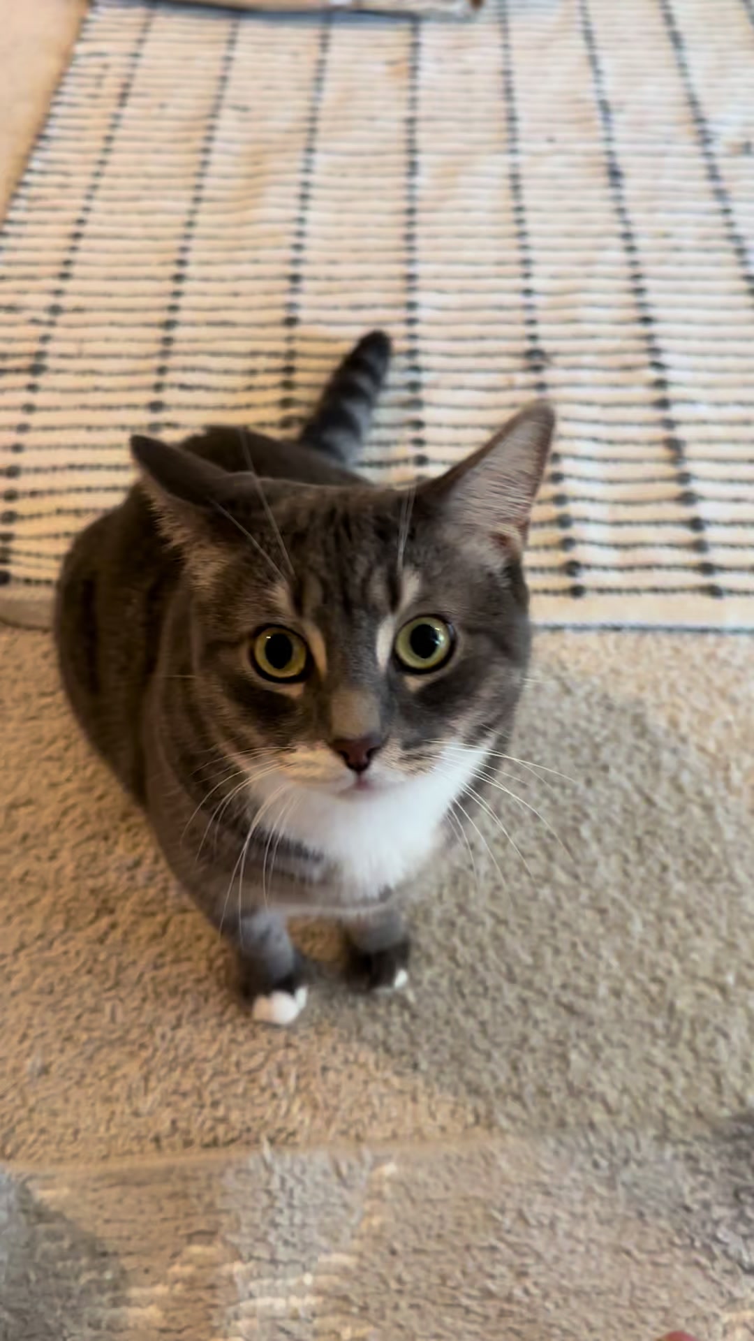 @猫のテツ