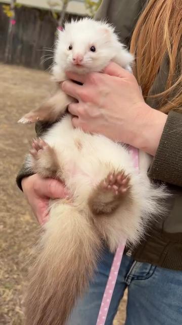 @Little star ferrets