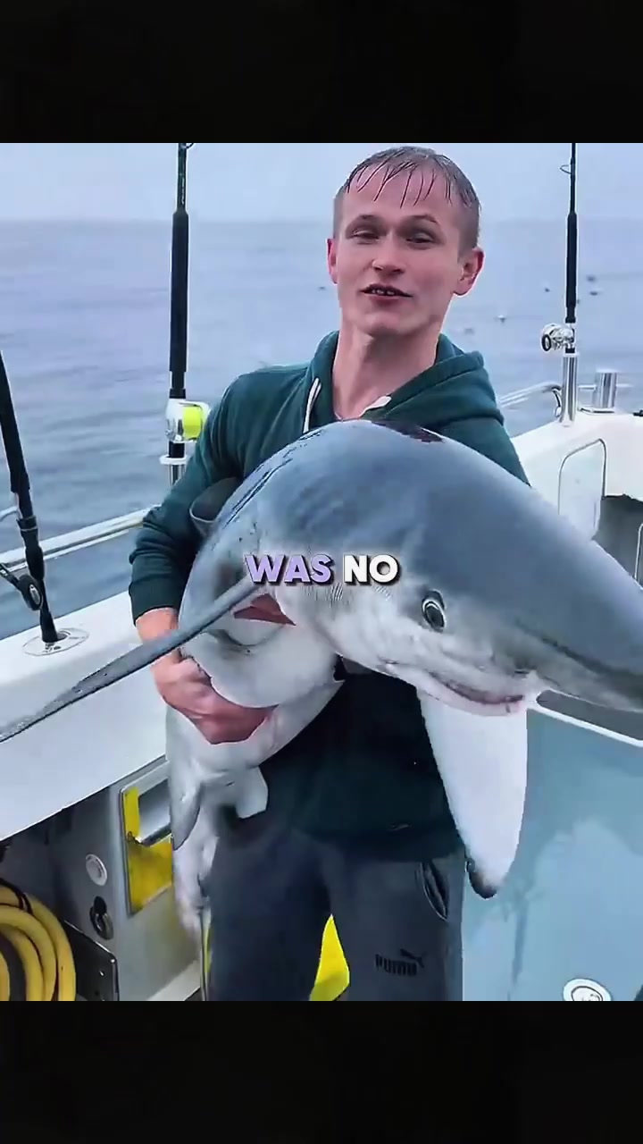 @sharkabcabc