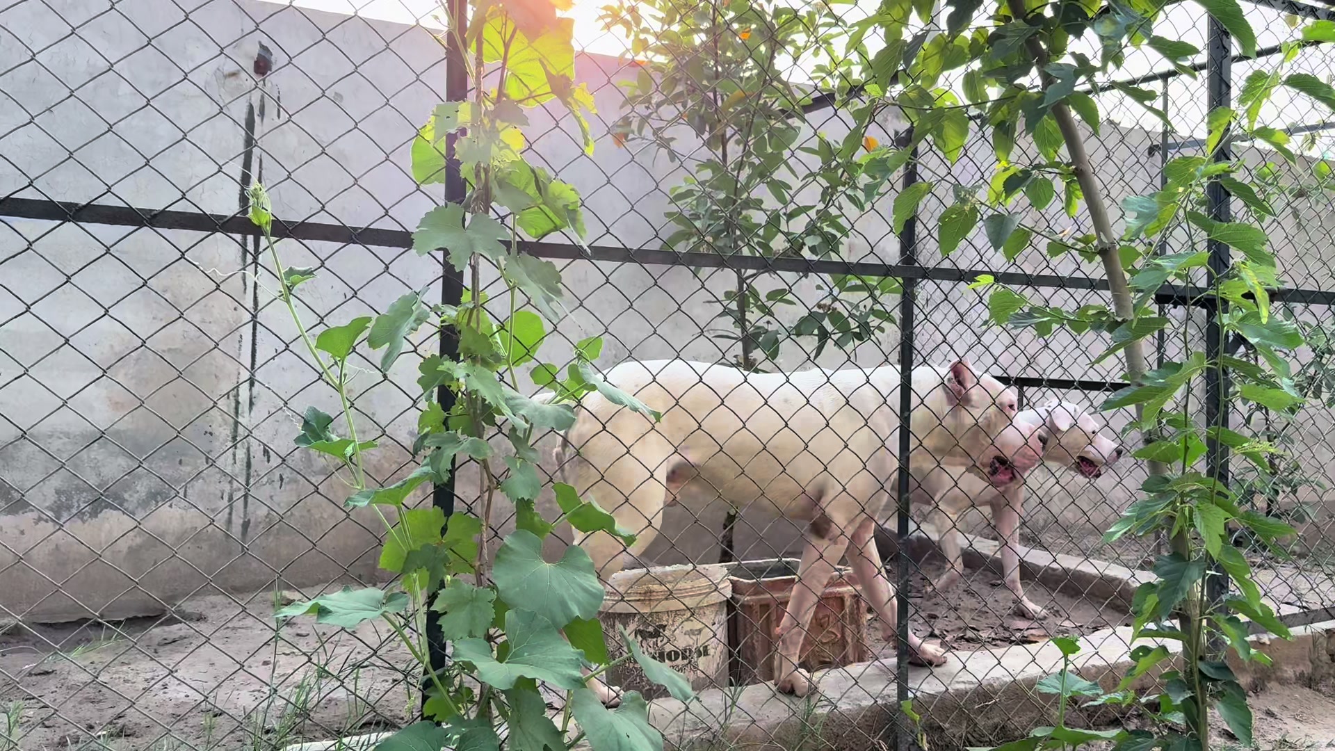 @LIGER the DOGO ARGENTINO
