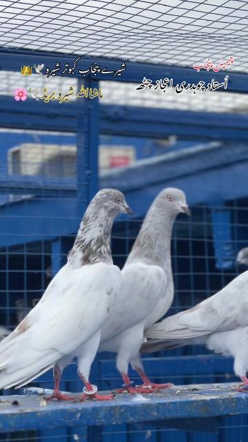 @استاد اعجاز چٹھہ گروپ🕊️❤️